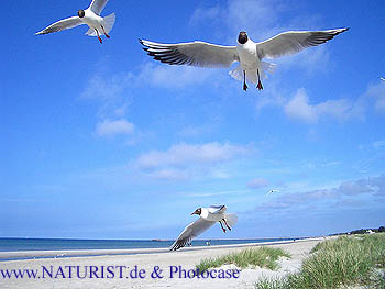 Naturism Frankrijk